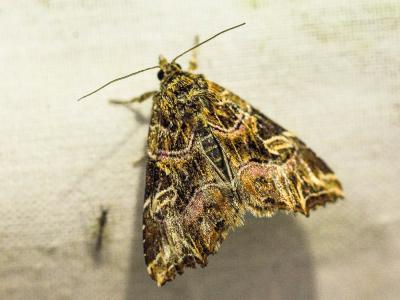 Noctuelle de la Fougère (La) Callopistria juventina (Stoll, 1782)