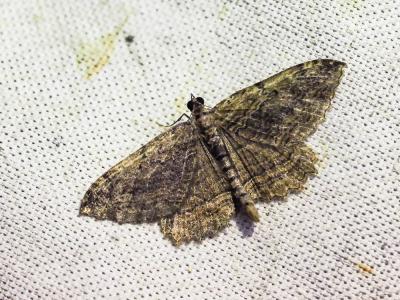 Phalène du Nerprun (La) Philereme transversata (Hufnagel, 1767)