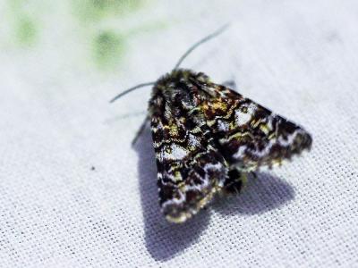 Noctuelle de la Myrtille (La) Anarta myrtilli (Linnaeus, 1760)
