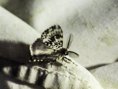 Nonne (La) Lymantria monacha (Linnaeus, 1758)