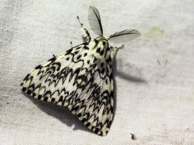 Nonne (La) Lymantria monacha (Linnaeus, 1758)