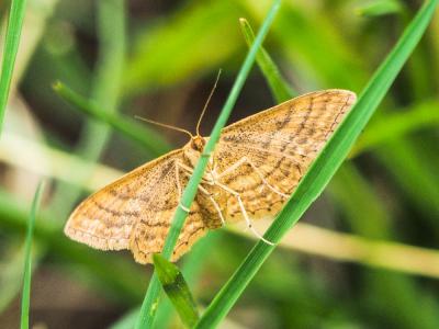 Acidalie ocreuse (L') Idaea ochrata (Scopoli, 1763)