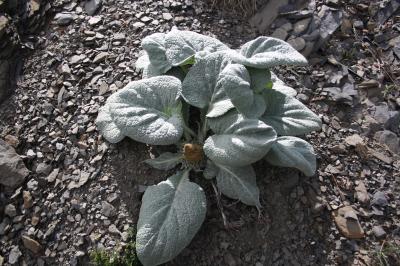 Bérardie laineuse Berardia lanuginosa (Lam.) Fiori, 1904