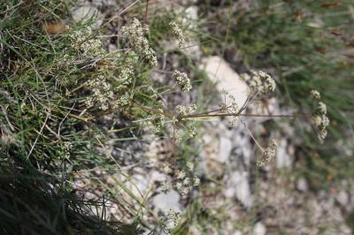 Trinie commune, Trinie glauque, Trinia vulgaire Trinia glauca (L.) Dumort., 1827