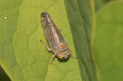 Anoplotettix fuscovenosus (Ferrari, 1882)