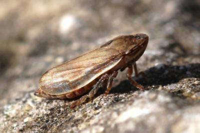  Neophilaenus lineatus (Linnaeus, 1758)