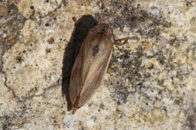 Neophilaenus lineatus (Linnaeus, 1758)