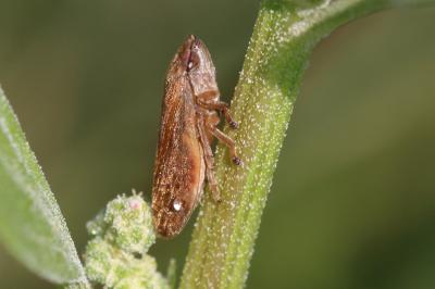 Philène spumeuse Philaenus spumarius (Linnaeus, 1758)