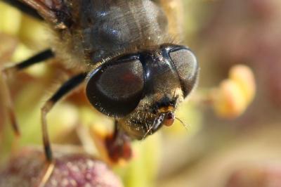  Eristalis similis (Fallén, 1817)