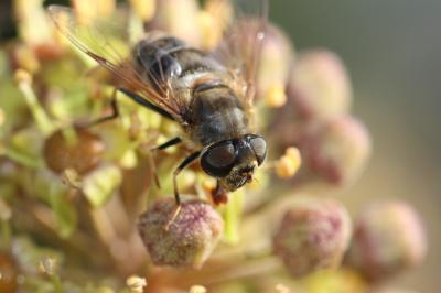  Eristalis similis (Fallén, 1817)