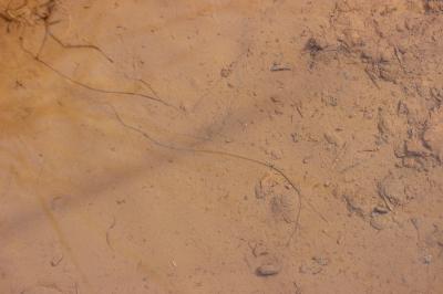  Chordodidae 