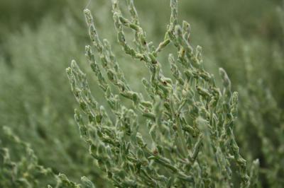 Bassia hirsute Spirobassia hirsuta (L.) Freitag & G.Kadereit, 2011