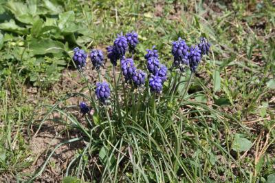 Muscari à grappes, Muscari négligé Muscari neglectum Guss. ex Ten., 1842
