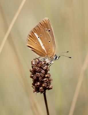 Sablé du Sainfoin (Le), Argus du Sainfoin (L'), Ar Polyommatus damon (Denis & Schiffermüller, 1775)