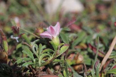 Liseron à rayures parallèles, Liseron rayé Convolvulus lineatus L., 1759