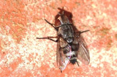  Sphenometopa 