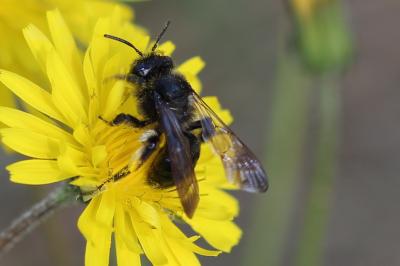  Andrena Fabricius, 1775