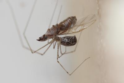 Pholque de Pluche Holocnemus pluchei (Scopoli, 1763)