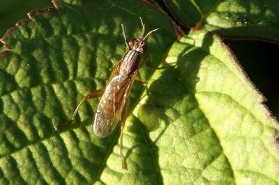  Sepedon spinipes (Scopoli, 1763)