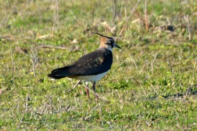 Vanneau huppé Vanellus vanellus (Linnaeus, 1758)