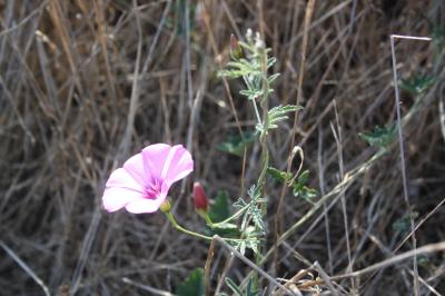 Liseron fausse mauve, Liseron fausse Guimauve Convolvulus althaeoides L., 1753
