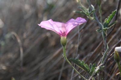 Liseron fausse mauve, Liseron fausse Guimauve Convolvulus althaeoides L., 1753