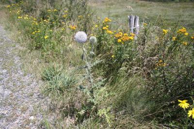 Échinops à tête ronde, Boulette à grosse tête Echinops sphaerocephalus L., 1753