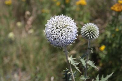 Échinops à tête ronde, Boulette à grosse tête Echinops sphaerocephalus L., 1753