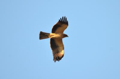 Aigle botté Hieraaetus pennatus (Gmelin, 1788)