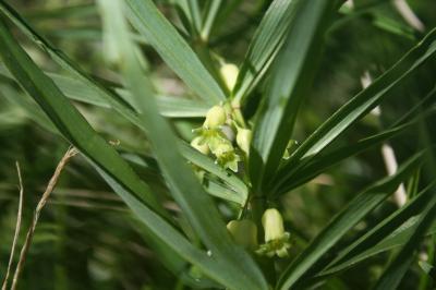 Sceau de Salomon verticillé, Muguet verticillé Polygonatum verticillatum (L.) All., 1785
