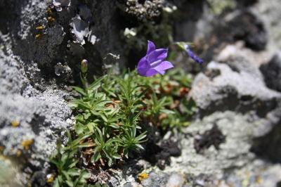 Campanule à feuilles rondes Campanula rotundifolia L., 1753