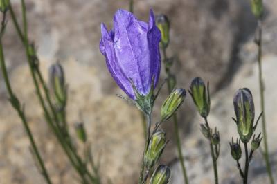 Campanule à feuilles rondes Campanula rotundifolia L., 1753