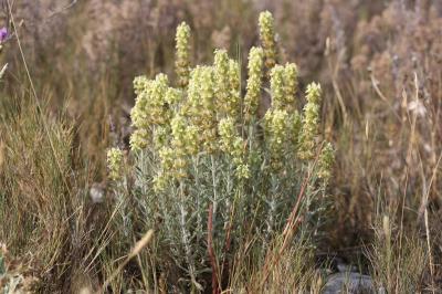  Sideritis provincialis (Jord. & Fourr. ex Rouy) Coulomb & J.-M.Tison, 2010