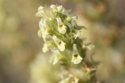  Sideritis provincialis (Jord. & Fourr. ex Rouy) Coulomb & J.-M.Tison, 2010
