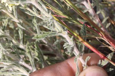  Sideritis provincialis (Jord. & Fourr. ex Rouy) Coulomb & J.-M.Tison, 2010
