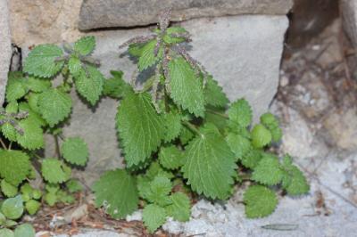 Ortie à membranes, Ortie douteuse Urtica membranacea Poir., 1798
