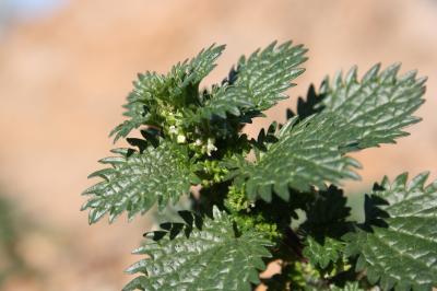 Ortie brulante, Ortie grièche Urtica urens L., 1753