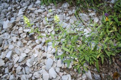 Crapaudine à feuilles d'hysope, Thé des montagnes Sideritis hyssopifolia L., 1753