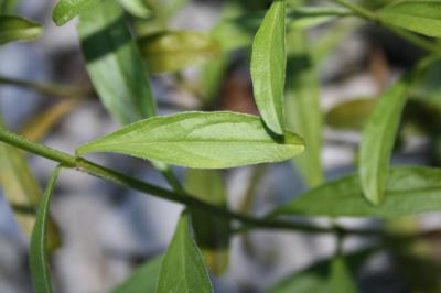 Crapaudine à feuilles d'hysope, Thé des montagnes Sideritis hyssopifolia L., 1753