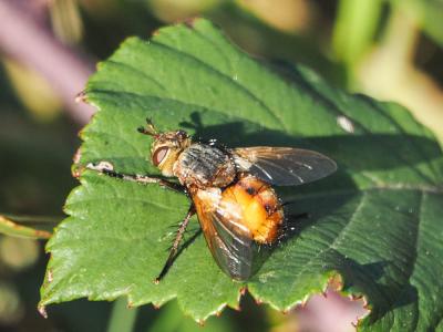  Tachina praeceps Meigen, 1824