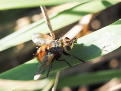  Tachina praeceps Meigen, 1824