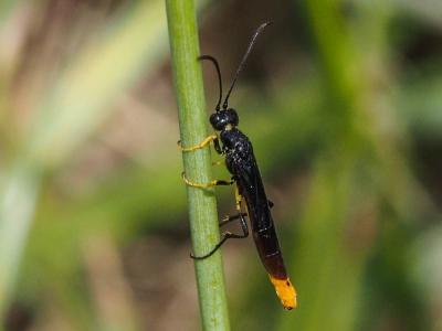  Calameuta pygmaea (Poda, 1761)