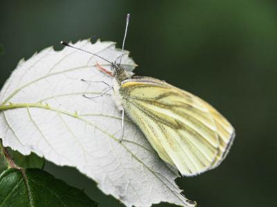 Piéride du Navet (La), Papillon blanc veiné de ver Pieris napi (Linnaeus, 1758)
