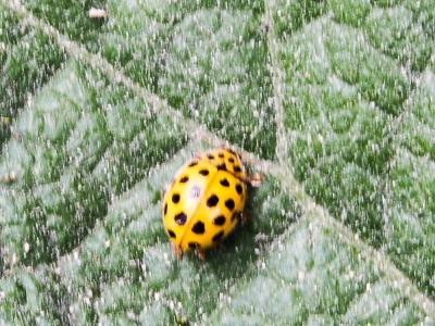 Coccinelle à vingt-deux points Psyllobora vigintiduopunctata (Linnaeus, 1758)