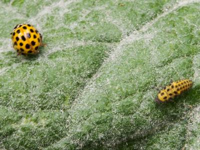 Coccinelle à vingt-deux points Psyllobora vigintiduopunctata (Linnaeus, 1758)