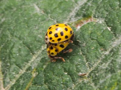Coccinelle à vingt-deux points Psyllobora vigintiduopunctata (Linnaeus, 1758)