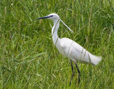 Aigrette garzette Egretta garzetta (Linnaeus, 1766)