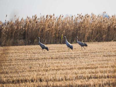 Grue cendrée Grus grus (Linnaeus, 1758)