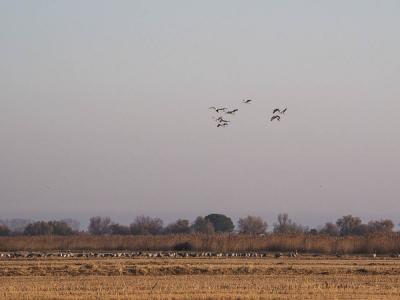 Grue cendrée Grus grus (Linnaeus, 1758)