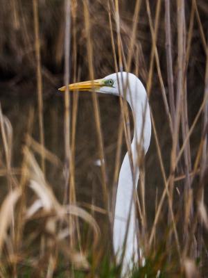 Grande Aigrette Ardea alba Linnaeus, 1758